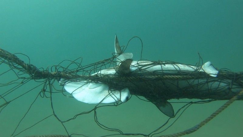 shark caught in net