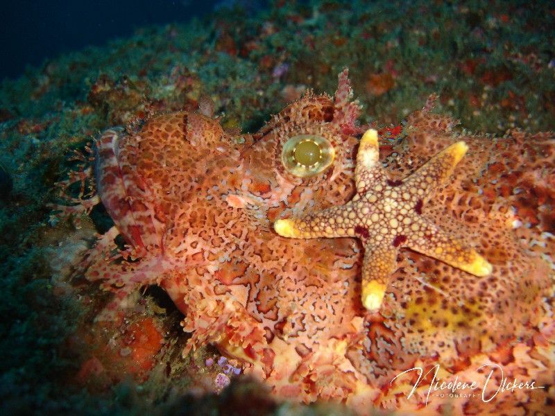 A small seastar hitching a ride on a stealthy bearded scorpionfish sml
