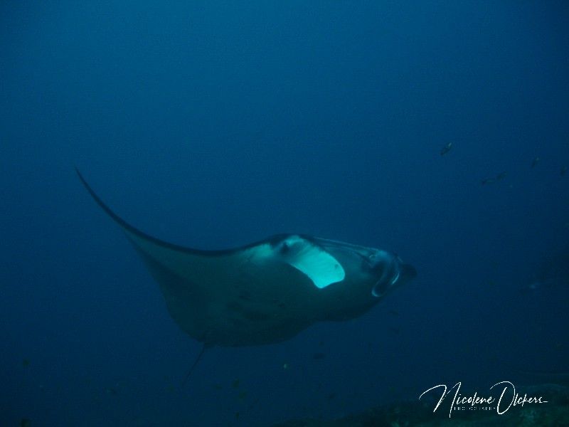 Coming into the Manta Reef cleaner station sml