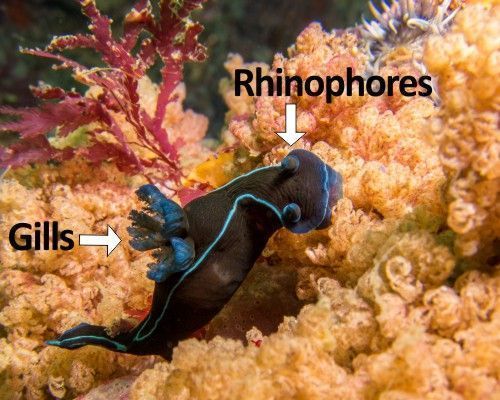 Nudibranch rhinophores and gills
