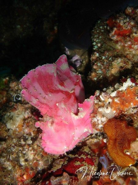 Purple paperfish trying to hide in the coral sml