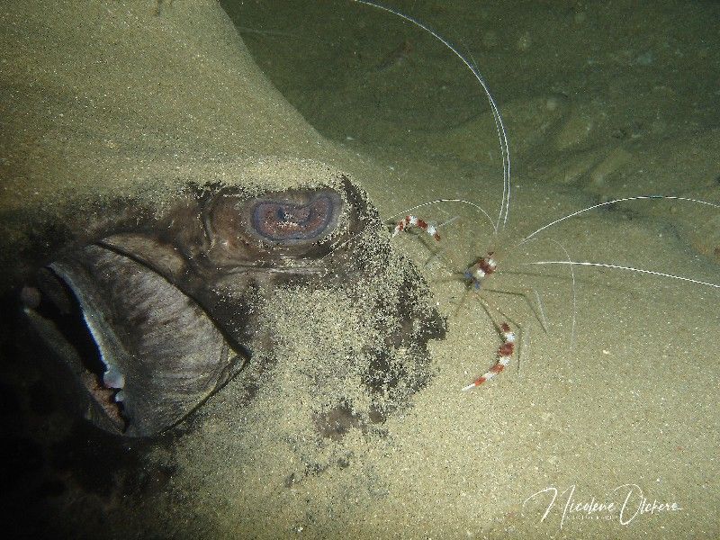 Round Ribbon Tailed ray found a Banded Boxer Schrimp to get sand out his eyes sml