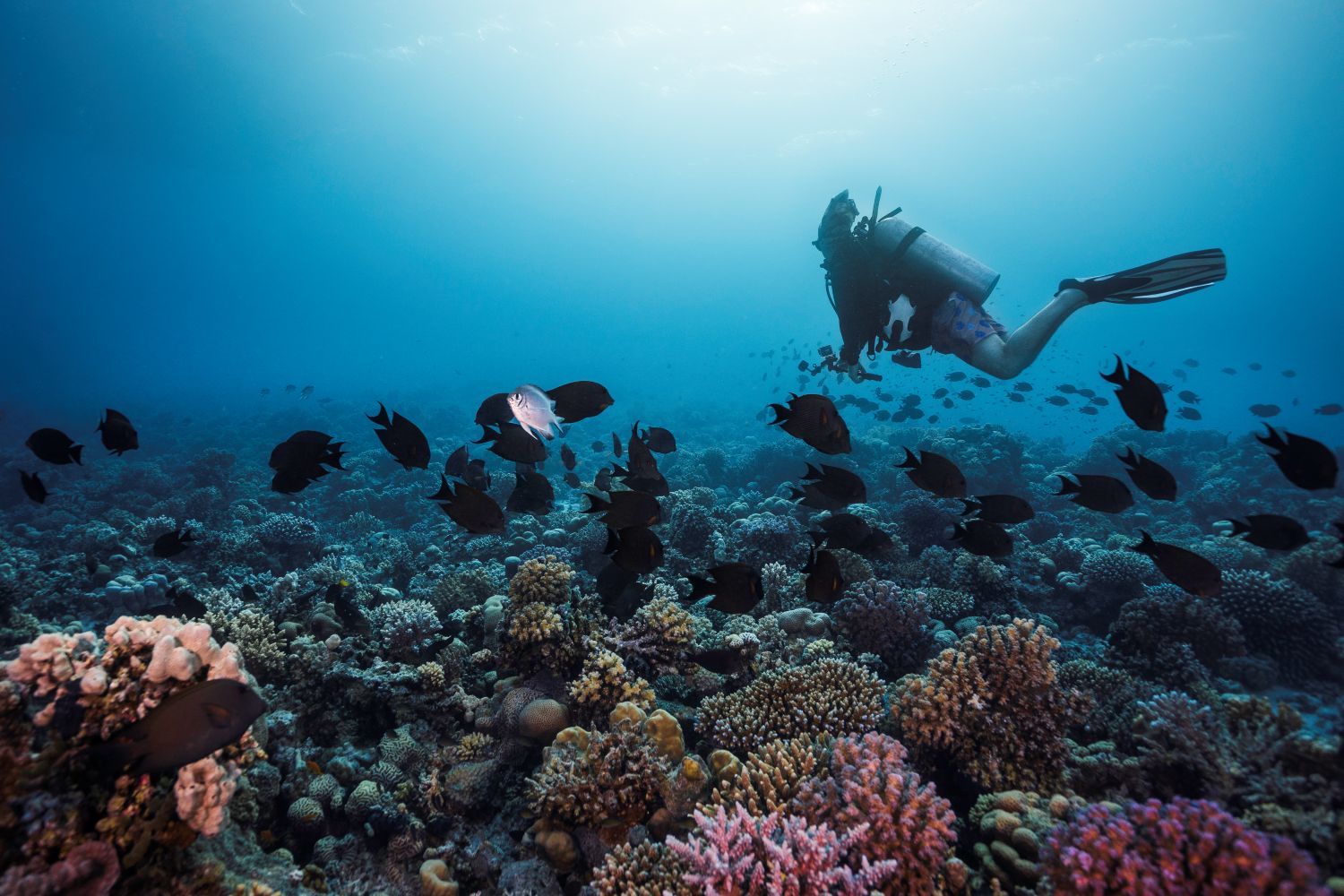A scuba diver swimming over the vibrant reef