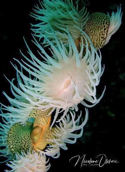 Wire Coral pollyps sml