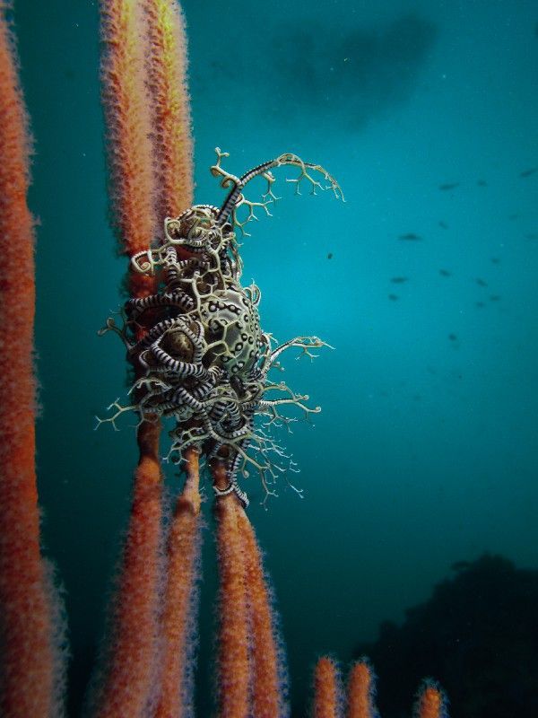 basket star