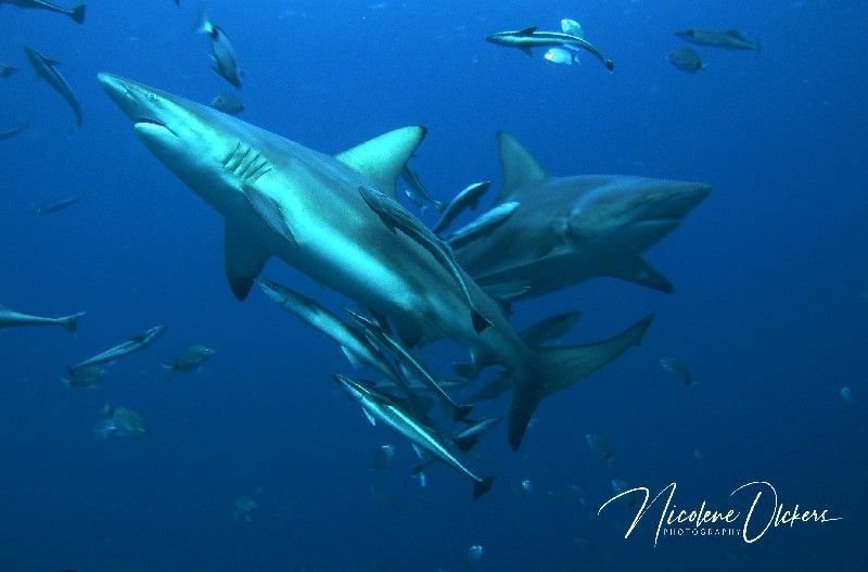 blacktip sharks