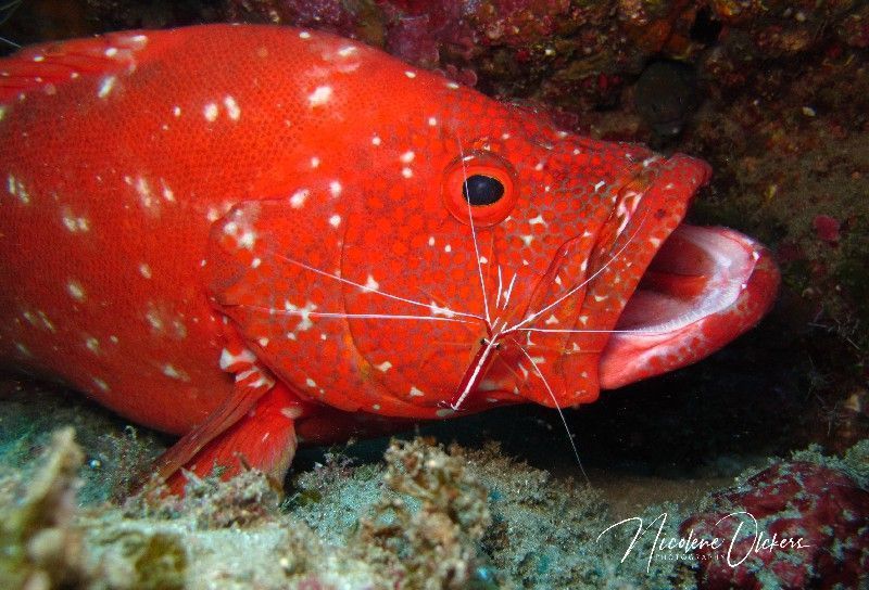bright color grouper with shrimp close up