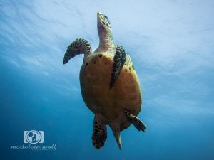 canon s95 wide image