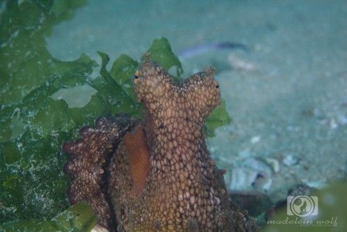 common octopus interesting facts