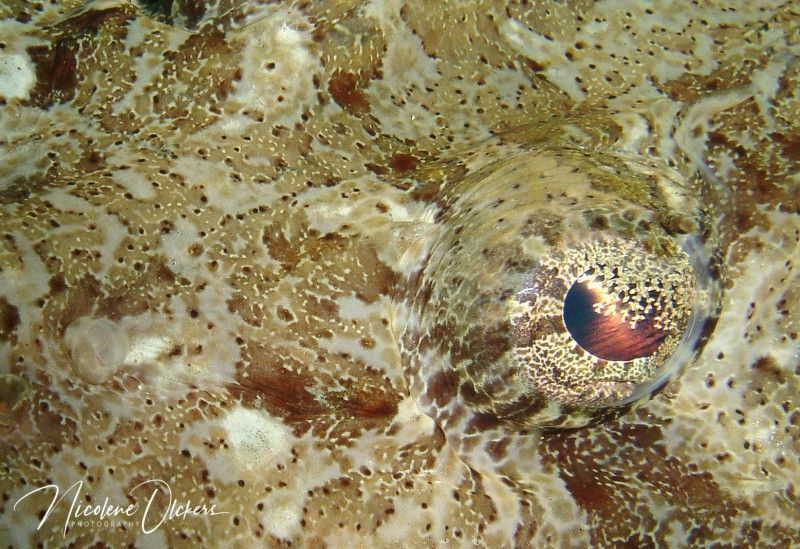 crocodilefish eye detail sml