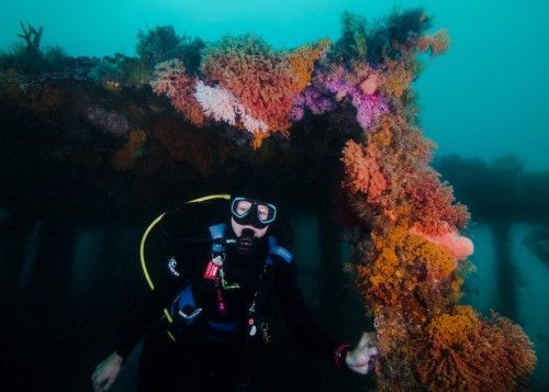 false bay wreck diving underwater