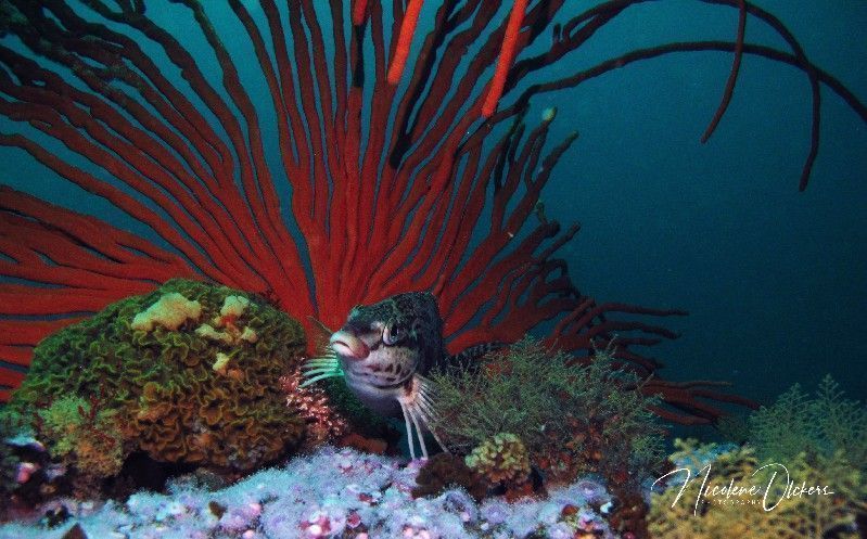 fingerfin fish and sea fan