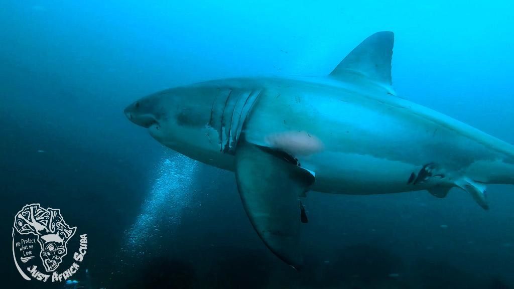 great white shark encounter 2