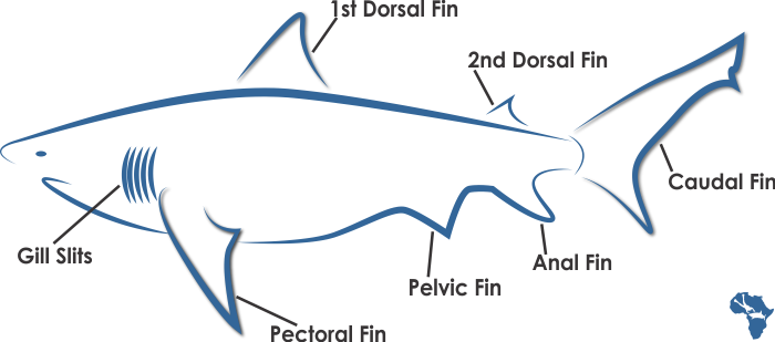 great white shark sketch fins names