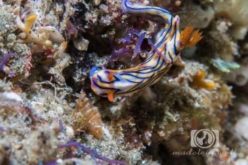 interesting facts nudibranch