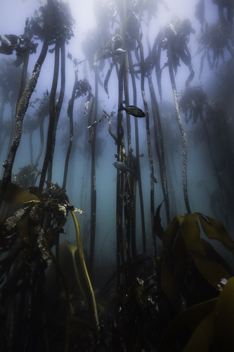 kelp forest Ecklonia maxima