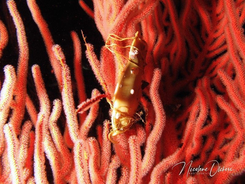 mermaids purse on sea fan