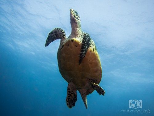 sea turtle interesting facts