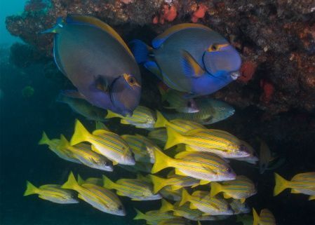 tofo scuba travel fish underwater