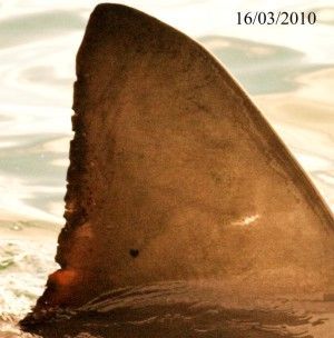 white shark identification dorsal fin 1