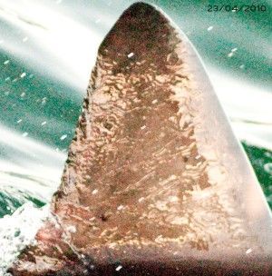 white shark identification dorsal fin 3