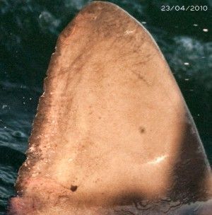 white shark identification dorsal fin 4