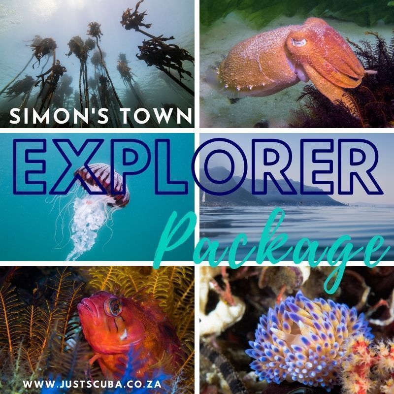 Explorer shore dive package Simons Town