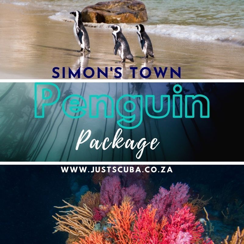 Penguin boat dive package Simons Town