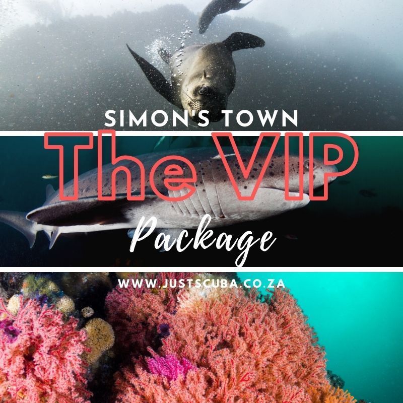 VIP boat dive package Simons Town