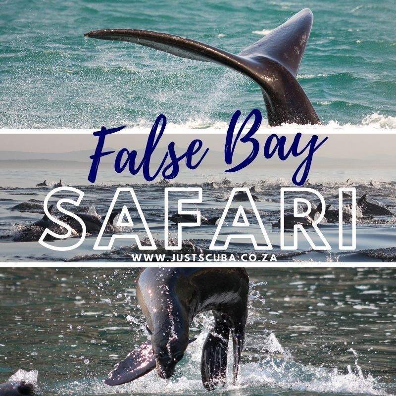 false bay sea safari