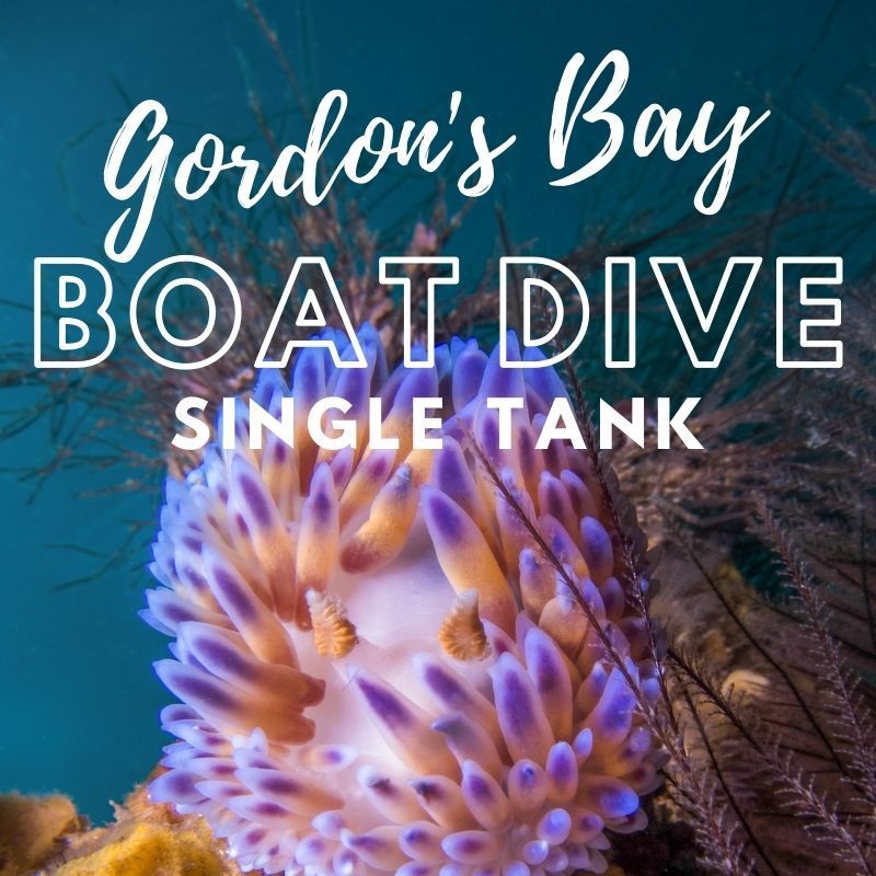 gordons bay single boat dive