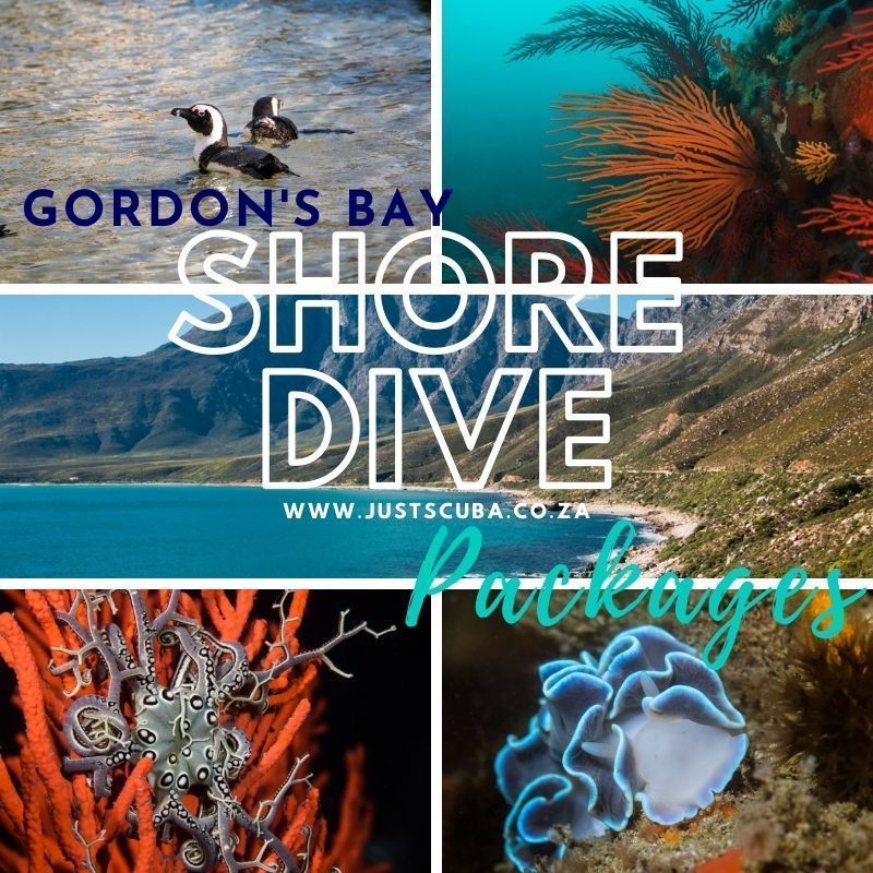shore dive packages gordons bay