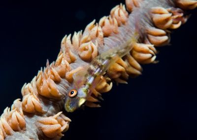 underwater photography course goby macro