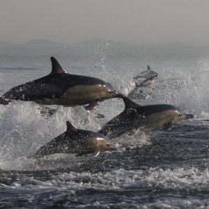 Sea Safaris
