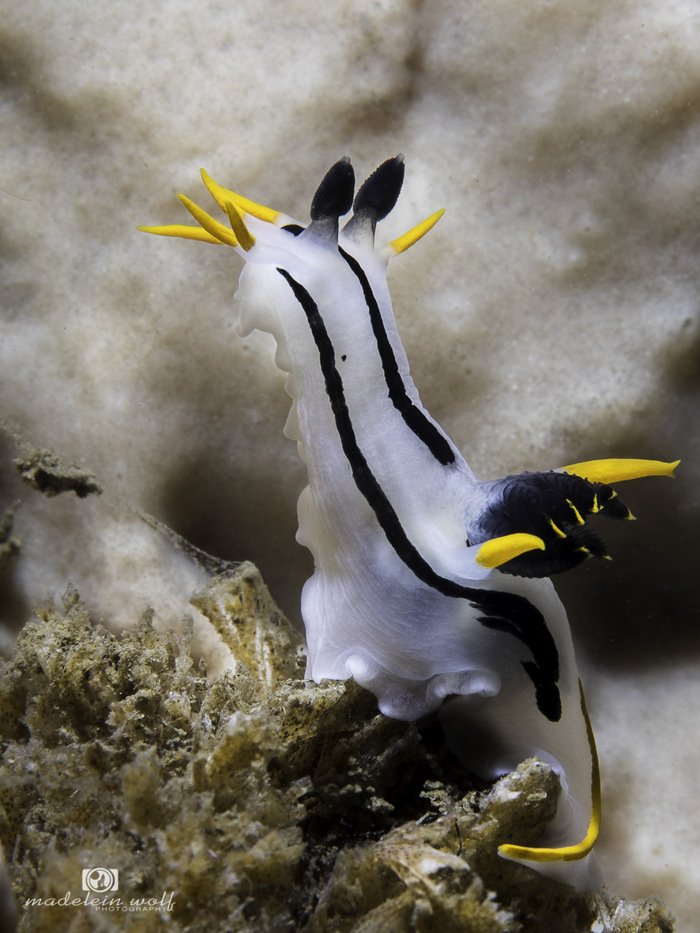 A Crowned nudibranch Polycera capensis