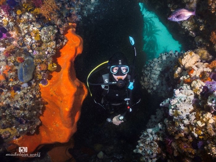 A frame dive site in Simons Town Cape Town MadeleinWOlf