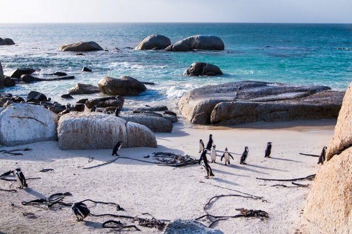 African penguins Boulders beach Cape Town MadeleinWolf1