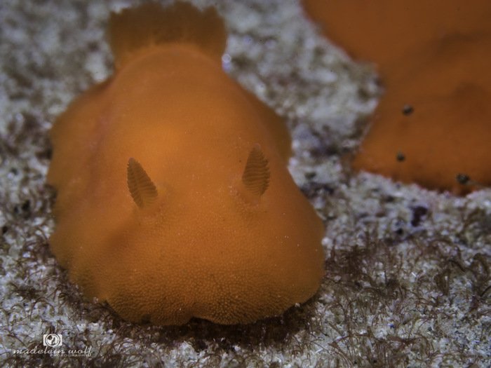 An Orange dorid Rostanga elandsia