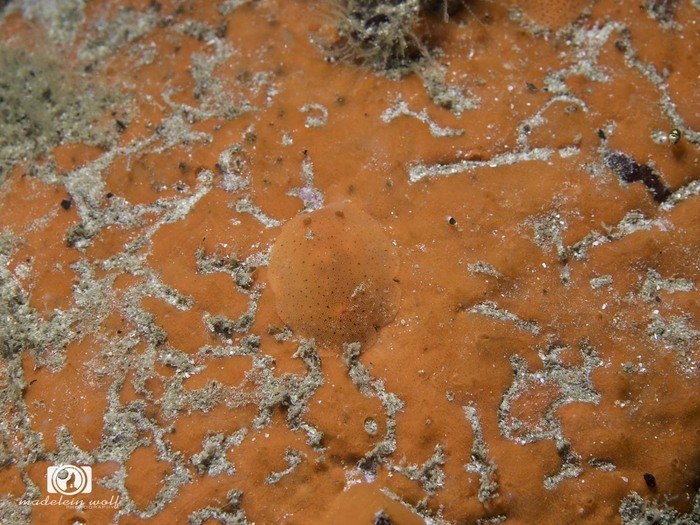 An Orange dorid Rostanga elandsia camoflaged