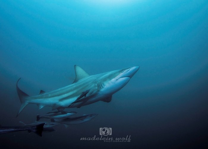 Are you new to scuba diving black tip shark underwater