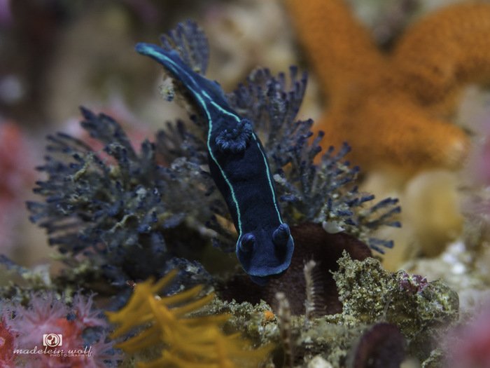 Black nudibranch Tambja capensis