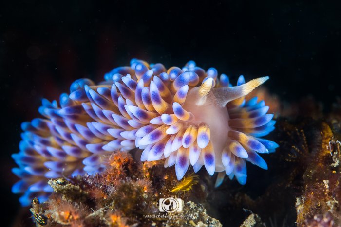 Blue Gas Flame Nudibranch Bonisa Nakaza 1