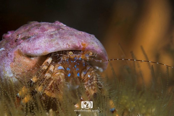 Blue striped hermit crab Pagurus liochele Madelein Wolf photography 1