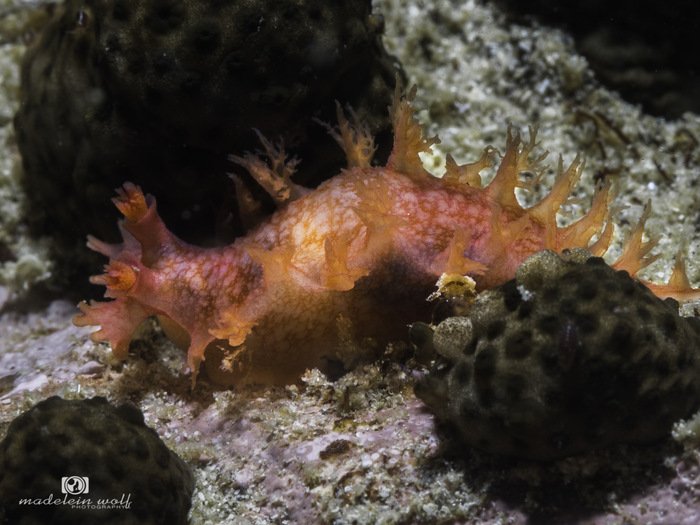 Brush nudibranch Tritonia sp. 2