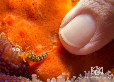 Candy nudibranch 2