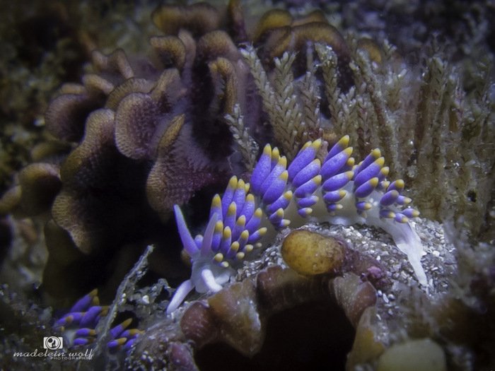 Candy nudibranch Cuthona speciosa