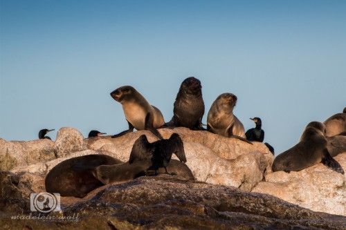 Cape fur seals interesting facts