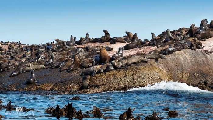 Cape Fur Seal colony Hout Bay
