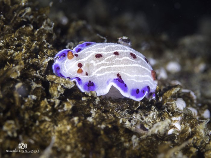 Cape dorid Hypselodoris capensis 1