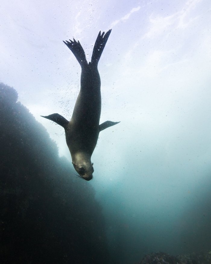 Cape fur seal diving Cape Town
